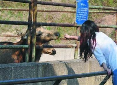 美国动物园狮子偷袭孩子未得逞 动物园游玩要注意什么