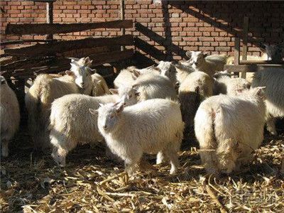 英国农场小羊羔天生5条腿 养羊要注意什么