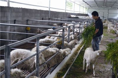 英国农场小羊羔天生5条腿 养羊要注意什么