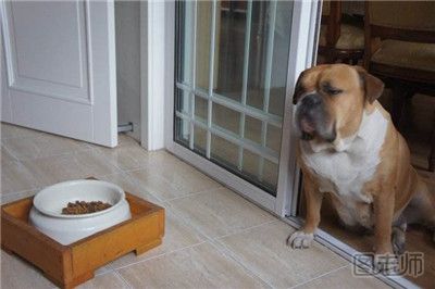 美国45斤超重宠物狗减肥成功 如何帮狗狗减肥