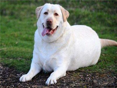 美国45斤超重宠物狗减肥成功 如何帮狗狗减肥