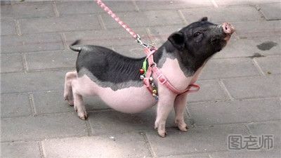 广西老人买宠物猪一年长至200多斤 养宠物猪要注意什么