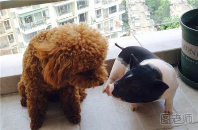 广西老人买宠物猪一年长至200多斤 养宠物猪要注意什么