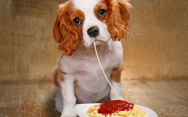小狗可以吃剩菜剩饭吗？狗狗吃剩菜剩饭有什么影响？