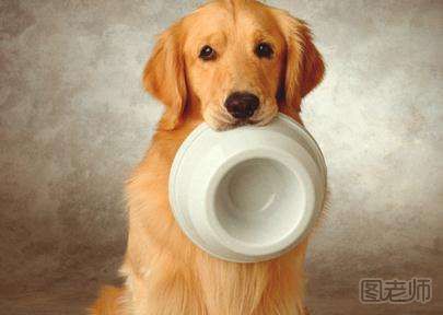 小狗可以吃剩菜剩饭吗？狗狗吃剩菜剩饭有什么影响？