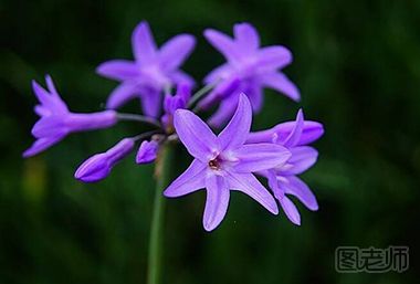 紫娇花应该如何养殖 养殖紫娇花的条件