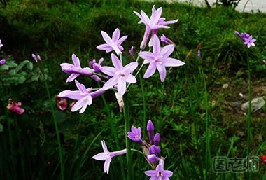 紫娇花有哪些繁殖的方式