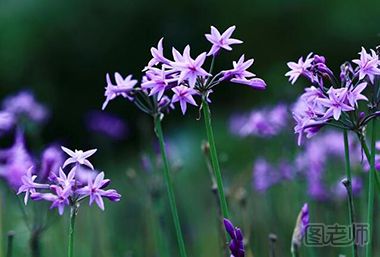 紫娇花的形态特征有哪些