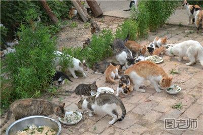 65岁老太家门前养17只猫惹邻居不满 如何正确养猫