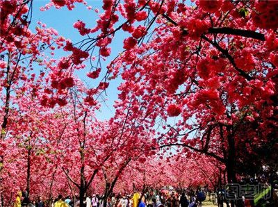 上海公交站旁樱花盛放美不胜收 春季国内赏樱好去处