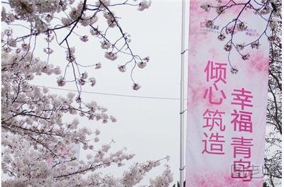 上海公交站旁樱花盛放美不胜收 春季国内赏樱好去处