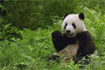 四川芦山发现喝水野生大熊猫憨态可爱 怎样饲养大熊猫