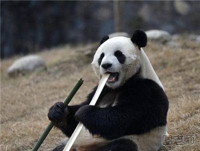 四川芦山发现喝水野生大熊猫憨态可爱 怎样饲养大熊猫