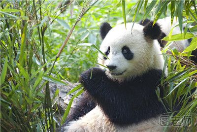 四川芦山发现喝水野生大熊猫憨态可爱 怎样饲养大熊猫3&fm=214&gp=0.jpg