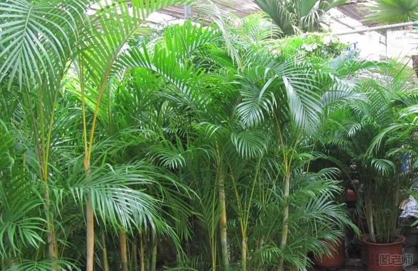 凤尾竹的种植方法