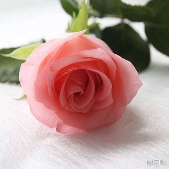 玫瑰花的种类 玫瑰花有哪些品种