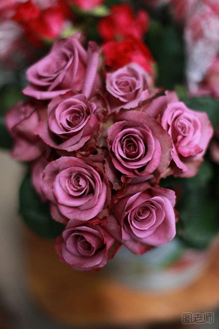 玫瑰花的种类 玫瑰花有哪些品种