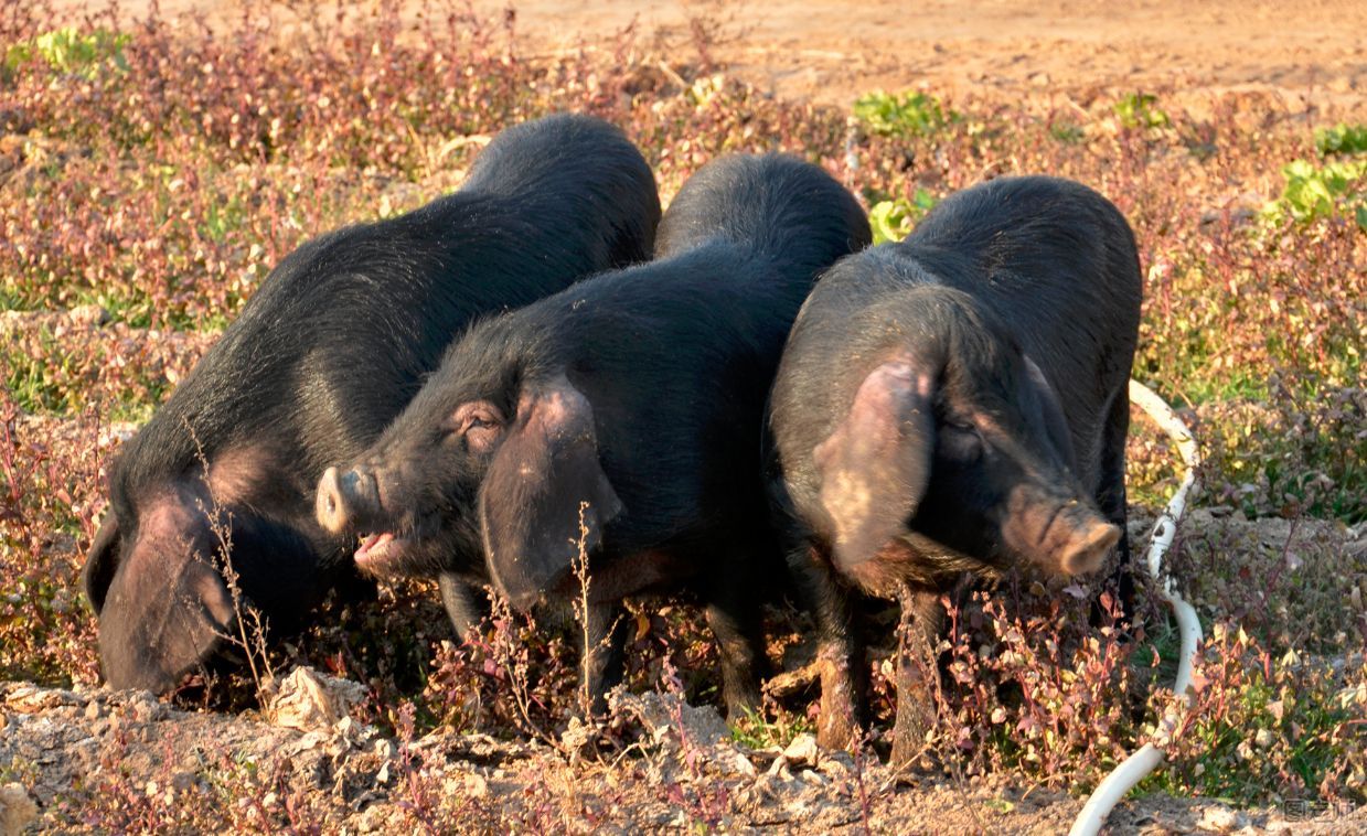 中国最好的黑猪品种有哪些