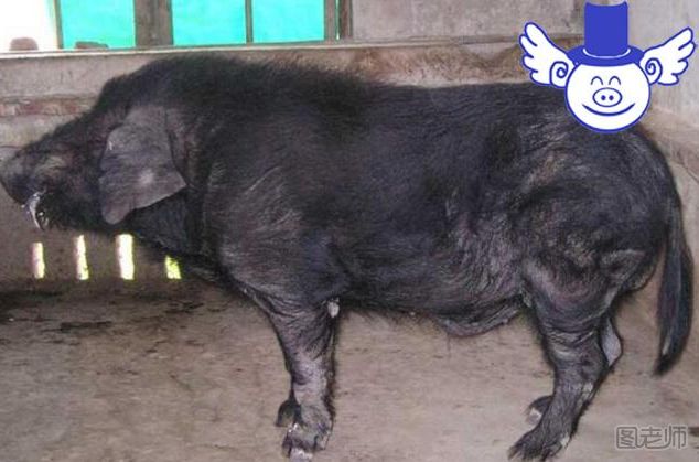 中国最好的黑猪品种有哪些
