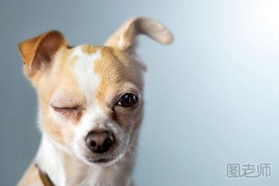 小狗为什么喜欢舔人的脸 小狗舔脸是种什么行为