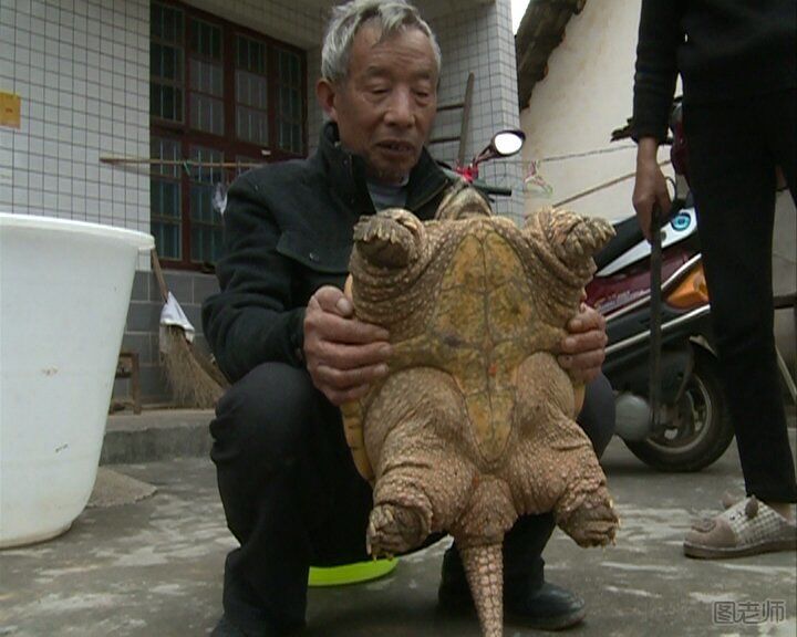 浏阳村民野外捡到19斤巨型鳄鱼龟 乌龟怎么养