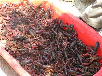 武汉多处回收死龙虾加工做虾仁 如何选购龙虾
