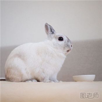 荷兰侏儒兔的饲养方法及基本特征