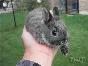 荷兰侏儒兔的饲养方法及基本特征