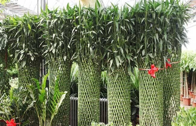富贵竹的种植方法有哪些