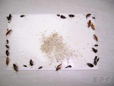 怎么灭蟑螂 灭蟑螂最有效的方法