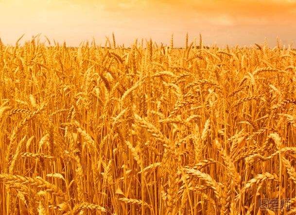 中储粮小麦存变质 小麦怎么储藏