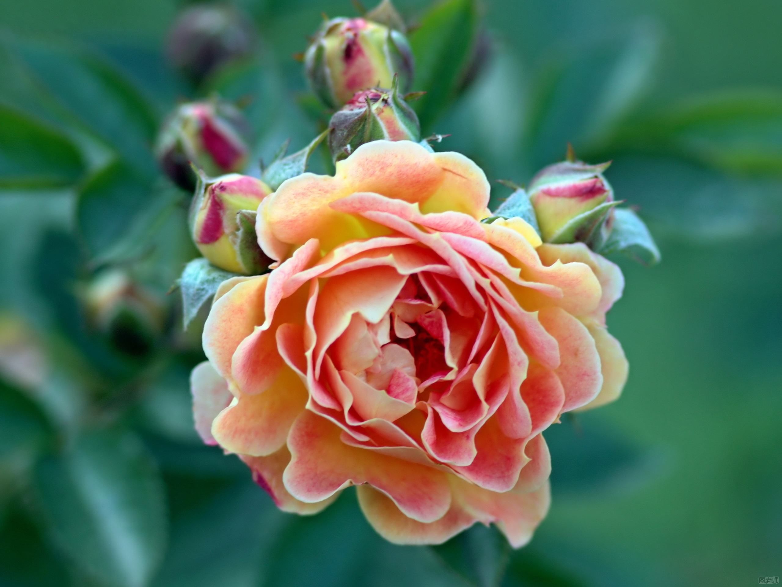 玫瑰花怎么养 玫瑰花的种植方法