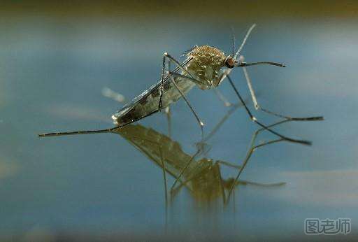 夏季怎么驱蚊最有效
