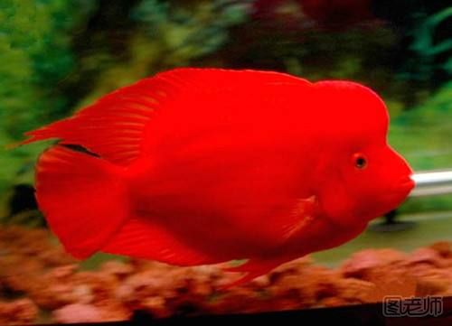 血鹦鹉鱼怎么养最红