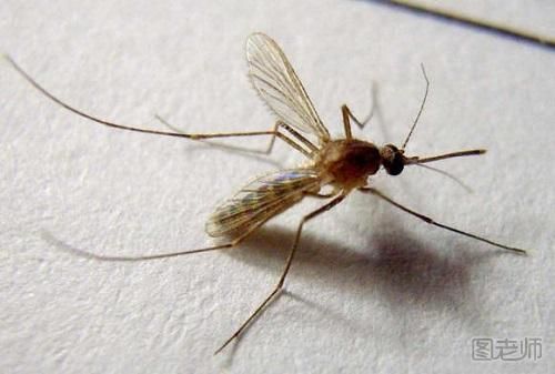 夏天怎么驱蚊 驱蚊六大小方法