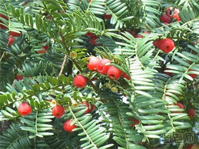 红豆杉的养殖方法是什么