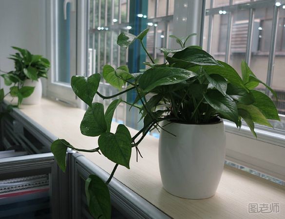 办公室不宜摆放什么植物