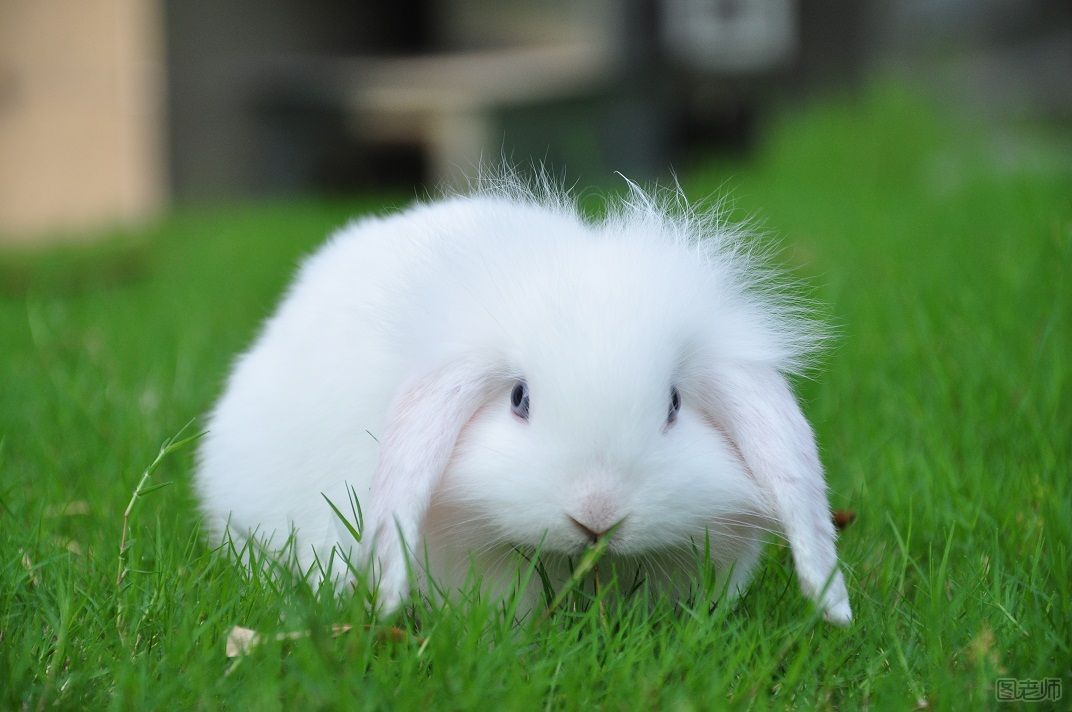 垂耳兔怎么养 垂耳兔的饲养方法