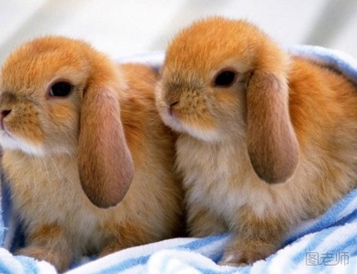 垂耳兔怎么养 垂耳兔的饲养方法