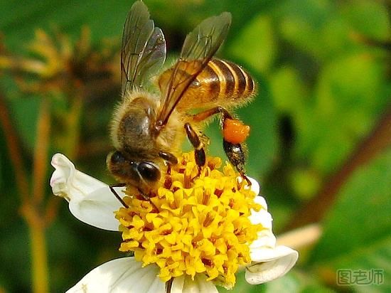 印度小伙头上布满6万蜜蜂 被蜜蜂蛰了怎么办