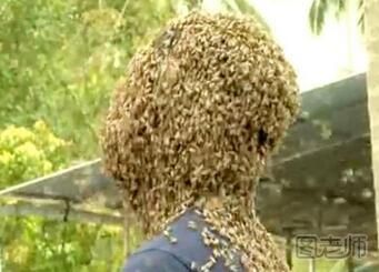 印度小伙头上布满6万蜜蜂 被蜜蜂蛰了怎么办