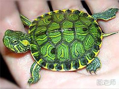 巴西龟怎么养 巴西龟的饲养方法