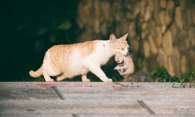 治猫方针：养猫必知的猫咪弱点
