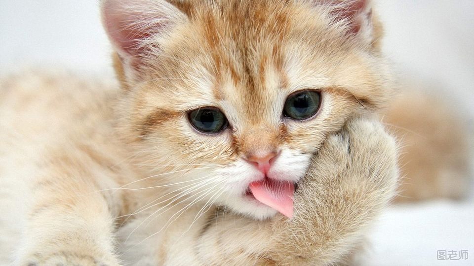 猫对气味敏感吗