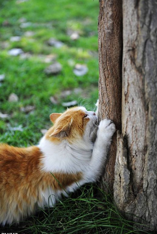 猫咪训练指南：如何教小猫使用猫抓板