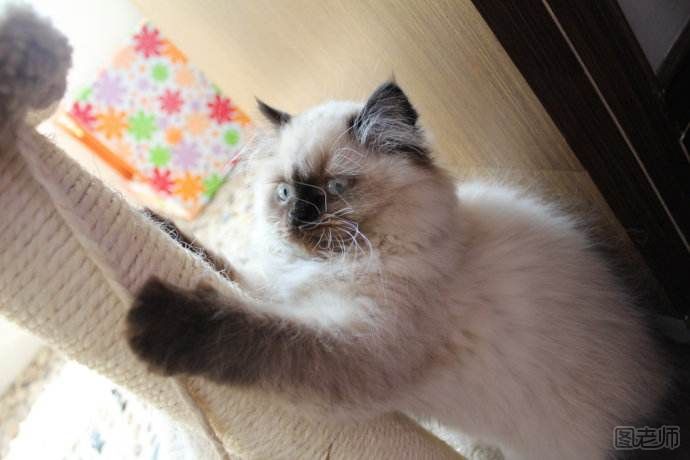 猫咪训练指南：如何教小猫使用猫抓板