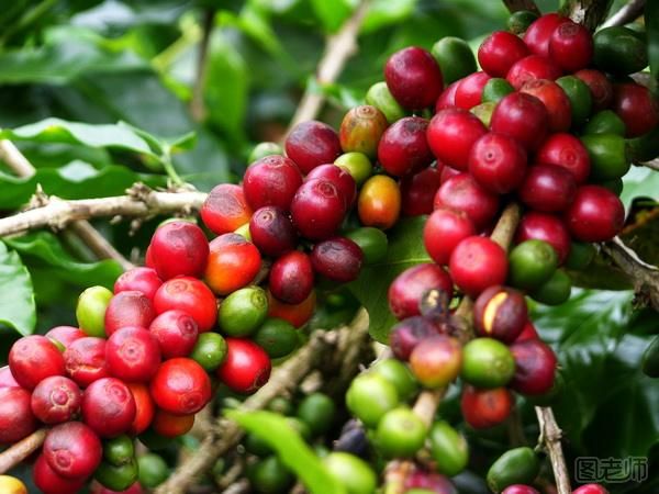 如何盆栽咖啡树