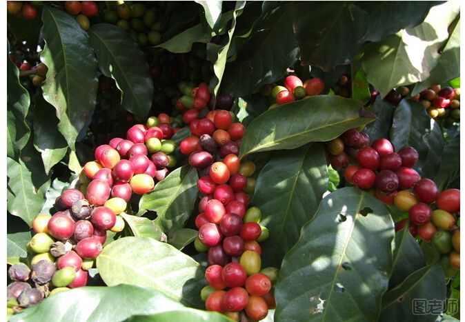 如何盆栽咖啡树