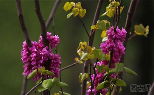 紫荆花的繁殖方法有哪些