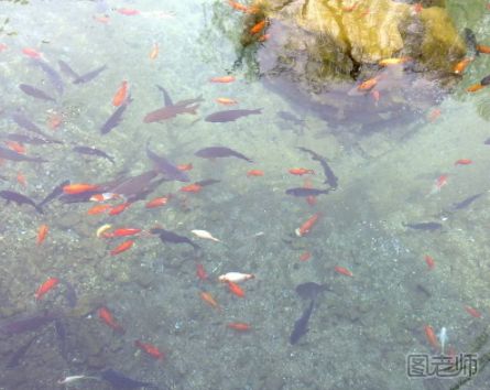 如何分辨鱼是缺氧还是中毒